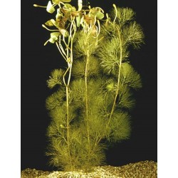 Cabomba aquatica 2