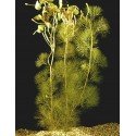 Cabomba aquatica