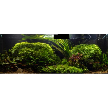 Juncus repens