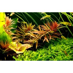 Limnophila aromatica 2