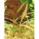 Cryptocoryne albida