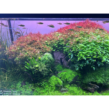 Bioflor MASTER