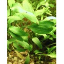 Cryptocoryne nevillii