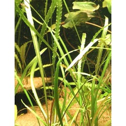 Cryptocoryne retrospiralis 2