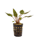 Cryptocoryne becketii