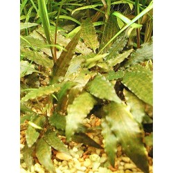 Cryptocoryne wendtii Tropica 2