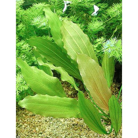 Echinodorus Rose