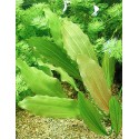 Echinodorus Rose