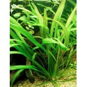 Echinodorus Veronikae