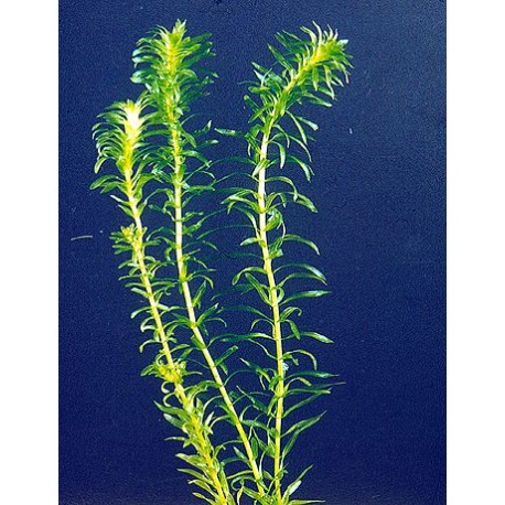 Egeria densa
