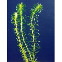Egeria densa