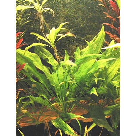 Echinodorus amazonicus