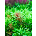 Proserpinaca palustris