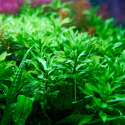 Penthorum Sedoides