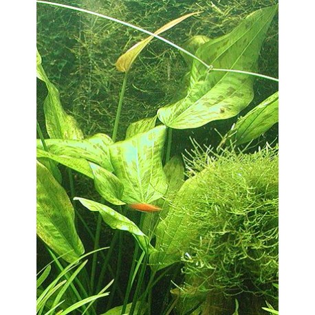 Echinodorus fluitans
