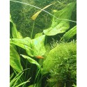 Echinodorus fluitans