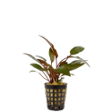 Cryptocoryne mix