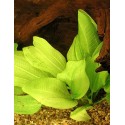 Echinodorus grandiflorus