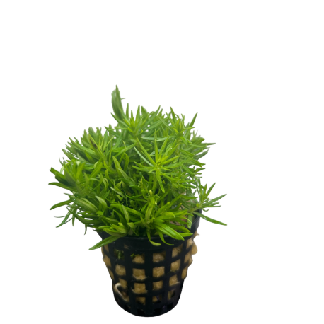 Pogostemon erectus