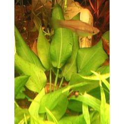 Echinodorus schlueteri 2