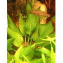 Echinodorus schlueteri
