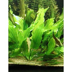 Echinodorus tricolor 2