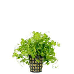 Hydrocotyle tripartita Japonsko