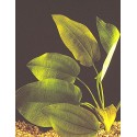 Echinodorus macrophyllus