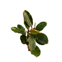 Bucephalandra Melawi