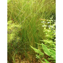 Eleocharis vivipara 2