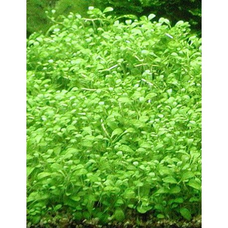 Glossostigma elatinoides