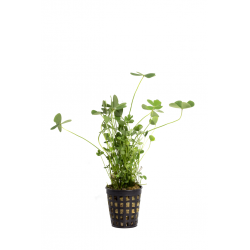 Marsilea hirsuta
