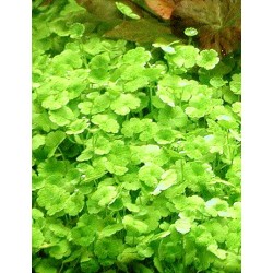 Hydrocotyle dissecta 2