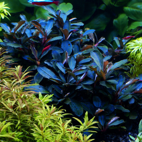 Bucephalandra Theia