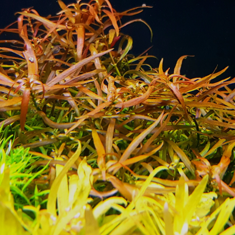 Ludwigia brevipes širokolistá