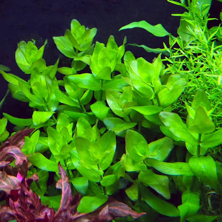 Bacopa caroliniana