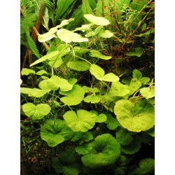 Hydrocotyle leucocephala 2