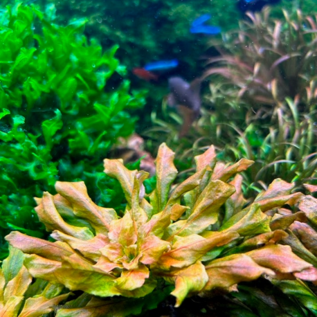 Ludwigia pilosa