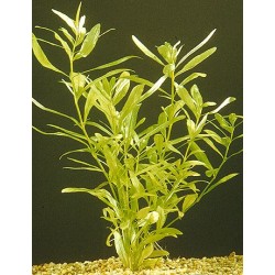 Hygrophila polysperma 2