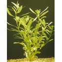 Hygrophila polysperma