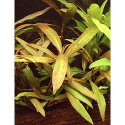 Hygrophila červená 2