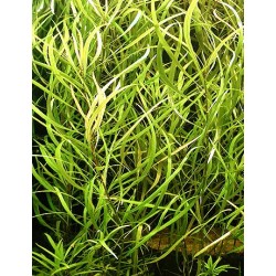 Hygrophila angustifolia 2
