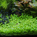 Glossostigma elatinoides