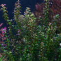Rotala sp. perla