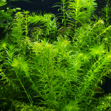 Egeria densa