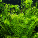 Egeria densa