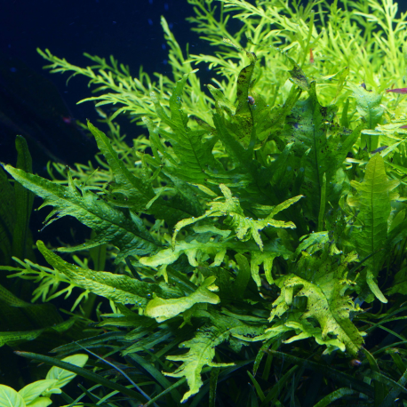Microsorium pteropus gold sparkle