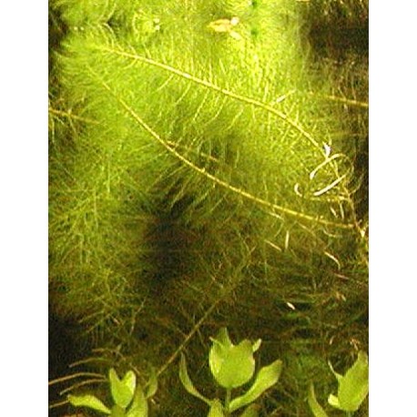 Myriophyllum hippuroides