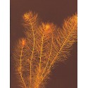 Myriophyllum mattogrosence