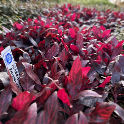 Alternanthera Splendida 2